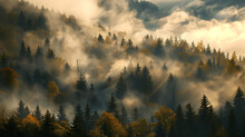 A Forest With Trees In Autumn Colors. The Sky Is Cloudy And The Air Is Misty