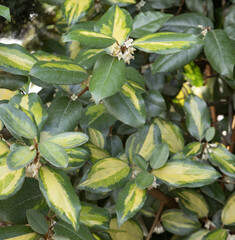 Poster - Gros plan du feuillage d'Elaeagnus ebbengei lime light	