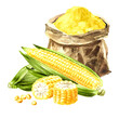 Corn flour and fresh corn comb. Hand drawn watercolor illustration, isolated on white background