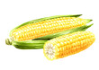 Fresh sweet corn cob. Hand drawn watercolor illustration, isolated on white background