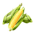 Fresh sweet corn cobs. Hand drawn watercolor illustration isolated on white background