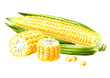 Fresh sweetcorn cob. Hand drawn watercolor illustration isolated on white background