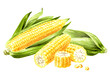 Fresh sweetcorn cob, Hand drawn watercolor illustration isolated on white background