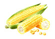 Fresh sweetcorn cobs, Hand drawn watercolor illustration isolated on white background