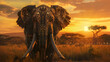sunset in the serengeti with elephant 