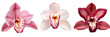 set species of orchids, each with exotic and intricate blooms, isolated on transparent background