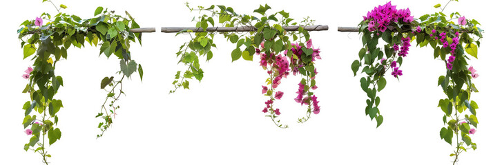 Wall Mural - set of flowering vines draped over rustic trellises, combining the natural beauty of blooms with structured greenery, isolated on transparent background