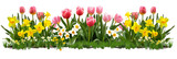 Set of spring flower beds, each bursting with tulips and daffodils against fresh green leaves, isolated on transparent background