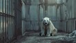 Lonely Polar Bear in Enclosure