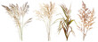 Collection of native prairie grasses featuring bluestem, prairie dropseed, and Indian grass, preserved for educational purposes, isolated on transparent background
