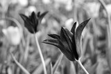 Fototapeta  - black blooming tulip flower in spring garden