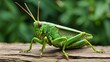 close-up of a large, green grasshopper. Grasshopper takes a seat.