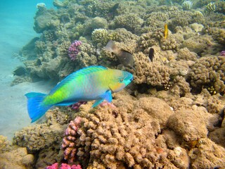 Wall Mural - Tropical colorful  parrotfish (Scarus ferrugineus, Rusty parrotfish) on coral reef. Seascape with corals and fish. Marine life. Underwater photography from scuba diving. Vivid aquatic wildlife.