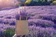 harvesting lavender on the field in a paper bad on a festival in Hungary with sunshine