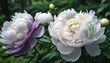 High angle of blooming purplish white peony flowers with gentle petals growing in blurred green garden forest background