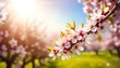 Spring blossom background. Beautiful nature scene with blooming tree and sun flare. Sunny day. Spring flowers. Beautiful Orchard. Abstract blurred background. Springtime
