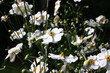 Bright white flowers anemone japonica. Large number of buds against a dark background.