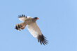 Pale chanting goshawk flying away - Kgalagadi Transfrontier Park - South Africa