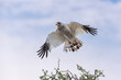 Pale chanting goshawk flying away - Kgalagadi Transfrontier Park - South Africa