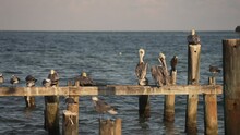 View Of Pelicans And Sea Birds On Pier Near Puerto Morelos, Caribbean Coast, Yucatan Peninsula, Mexico, North America