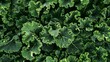 Lush green kale leaves from above