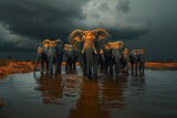 Fototapeta  - Majestic African Elephants Gather at a Watering Hole, Amidst the Dramatic Stormy Skies of Addo Elephant National Park, Eastern Cape, South Africa