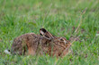 European hare Lepus europaeus in the wild