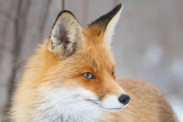 Wall Mural - Red fox Vulpes vulpes in a winter landscape. Close up