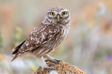 Wall Mural - Adult little Owl Athene noctua perched on rocks in sunlight