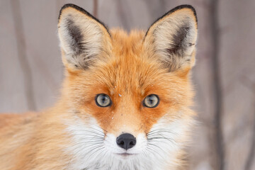 Wall Mural - Red fox Vulpes vulpes in a winter landscape