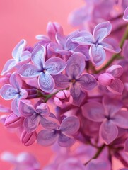 Wall Mural - lilac flowers background.