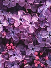 Wall Mural - lilac flowers background.