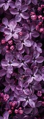 Wall Mural - lilac flowers background.