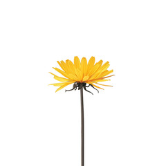 Poster - A stunning yellow dandelion a vibrant and colorful spring flower stands out beautifully against a transparent background