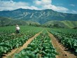 A man is walking through a field of green lettuce. The field is surrounded by mountains, and the sky is clear and blue. The man is wearing a straw hat and a white shirt. The scene is peaceful