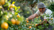 Male gardener working in fruit tree garden