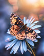 Ilustracja kolorowego motyla na łące. Generative AI