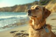 portrait of a dog on the beach on vacation or holiday with the family that took the pet