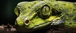 Closeup of a green snakes head with striking eye on a rock