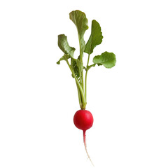 Poster - A solitary radish showcased against a transparent background