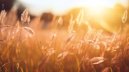 Wall Mural - Wild grass in the forest at sunset, macro, shallow depth of field, abstract summer nature background with vintage filter.