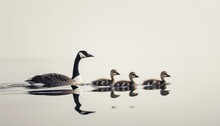 A Family Of Geese Swim Across A Lake