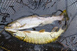 Pike and sea trout in landing net