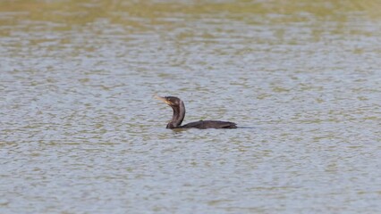 Wall Mural - Neotropic Cormorant Bird