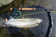 Good condition sea trout in the landing net