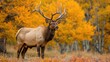 Male Elk in Wyoming During Breeding Season in Fall
