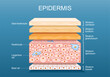 epidermis anatomy. Skin structure
