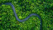 a bird's-eye view of a winding road cutting through a dense, emerald green forest