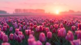 Fototapeta Tulipany - A magical landscape with sunrise over tulip field in the Netherlands