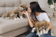 Akita Inu puppy licking or kissing ear of smiling millennial woman owner at home